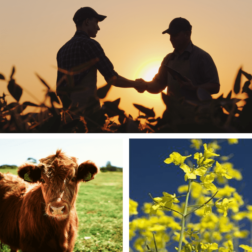 Collage of a Farmers, a Cattle and a Plant with Yellow Flowers
