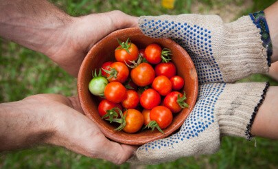 Cherry Tomatoes