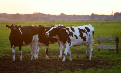 Cattle
